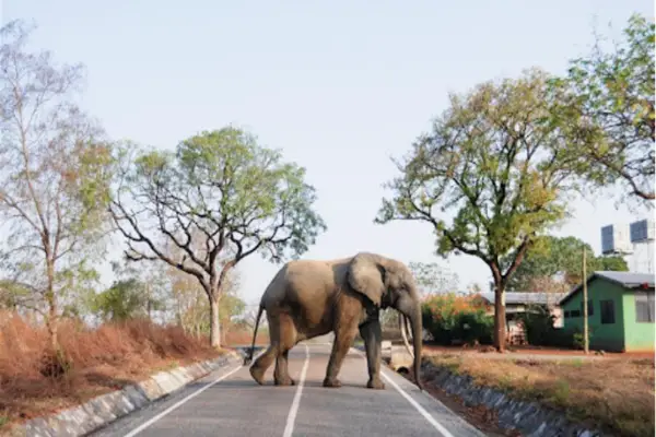 mole-national-park-safari-park-Ghana